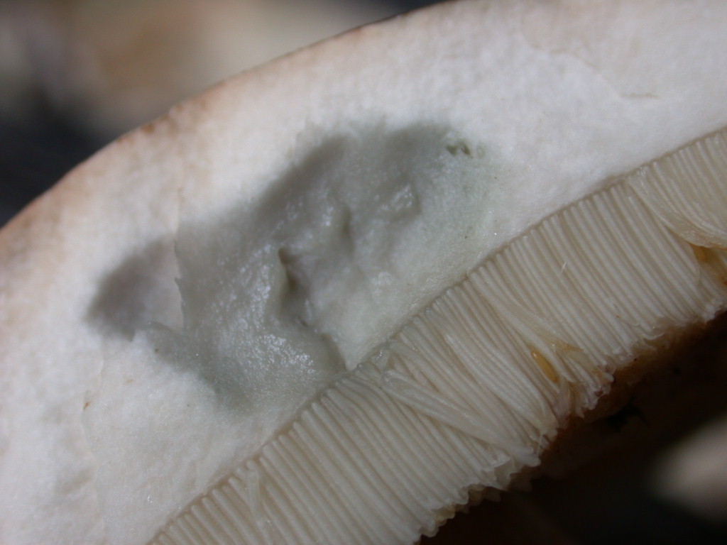 Quiz....Quiz...Quiz.. QUID ???